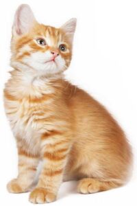 kitten