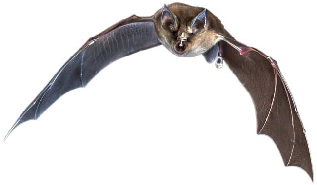 bat